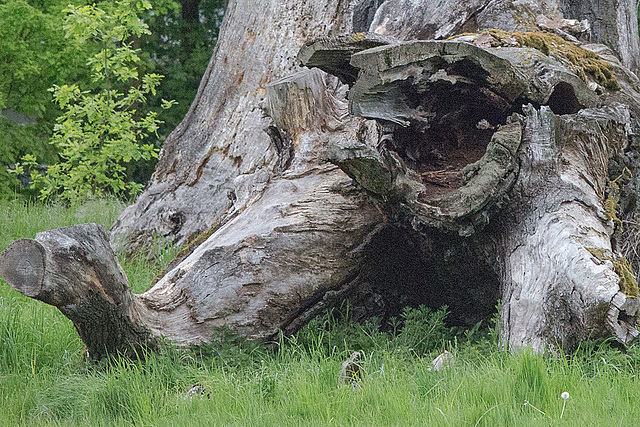 20140504 2673VRTw [D~HVL] Park, Schloss Nennhausen, Nennhausen