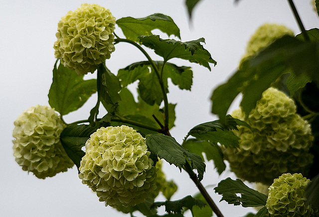 20140504 2665VRAw [D~HVL] Schneeball, Schloss Ribbeck, Nauen OT Ribbeck