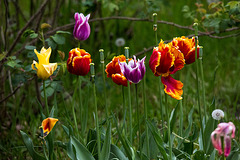 20140504 2664VRAw [D~HVL] Tulpen, Schloss Ribbeck, Nauen OT Ribbeck