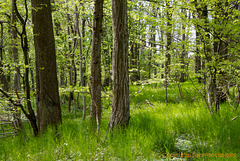 maiwald - woodland in may