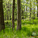 maiwald - woodland in may