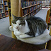 bookstore cat