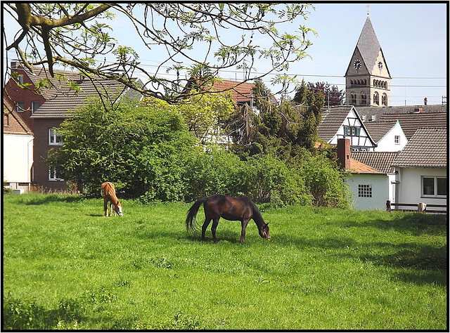 Hülchrath, Rhein-Kreis Neuss 088