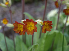 In the Garden