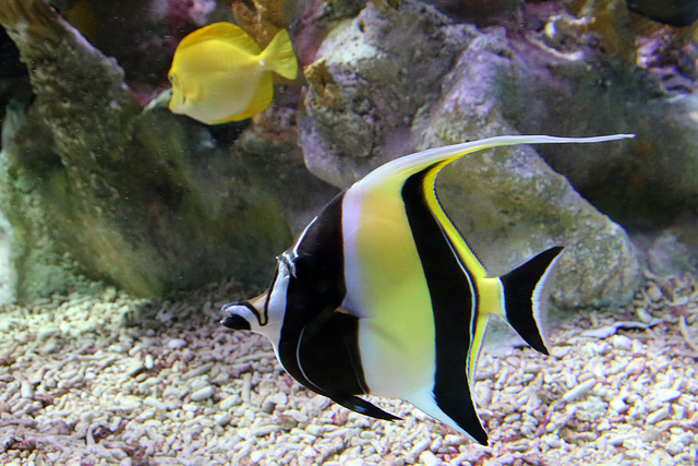 Moorish Idol