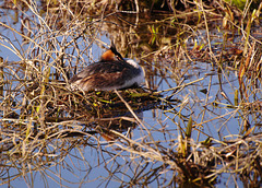 Nesting great crested grebe