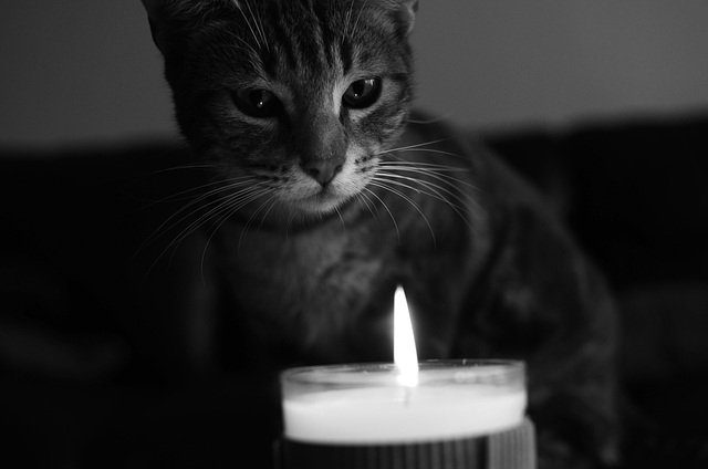 Cat & candle 2