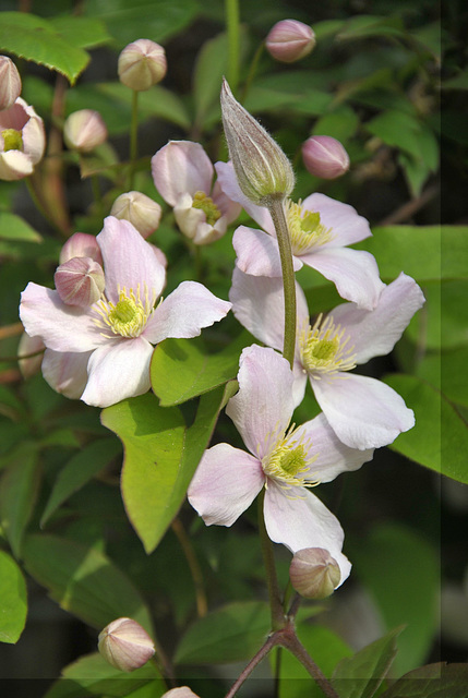 Clematis rubens