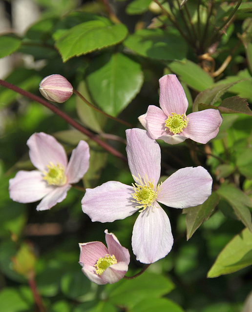 Clematis rubens