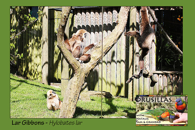 Drusillas - Lar Gibbons - 14.4.2014