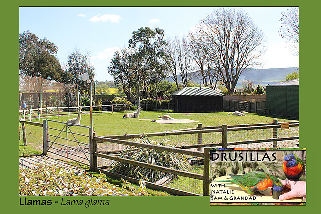 Drusillas - Llama enclosure - 14.4.2014