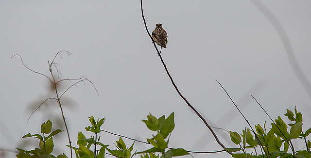 20140504 2649VRTw [D~HVL] Braunkehlchen (Saxicola rubetra) [m], Trappenzentrum, Buckow, Havelländisches Luch