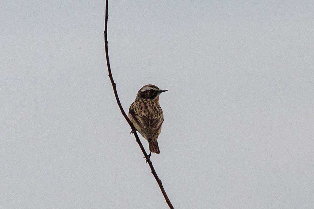 20140504 2648VRTw [D~HVL] Braunkehlchen (Saxicola rubetra) [m], Trappenzentrum, Buckow, Havelländisches Luch