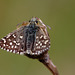 Grizzled Skipper Butterfly (Pyrgus malvae)