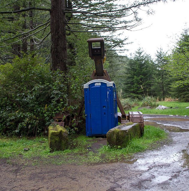 CA -1 Mendocino Redwood Grove (1620)