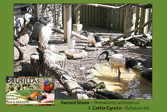 Drusillas - Sacred Ibis & Cattle Egrets - 14.4.2014