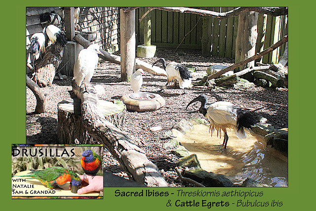 Drusillas - Sacred Ibis & Cattle Egrets - 14.4.2014