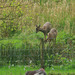 Roe Deer