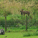 Roe Deer