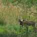 Roe Deer