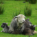 Herdy and twin lambs