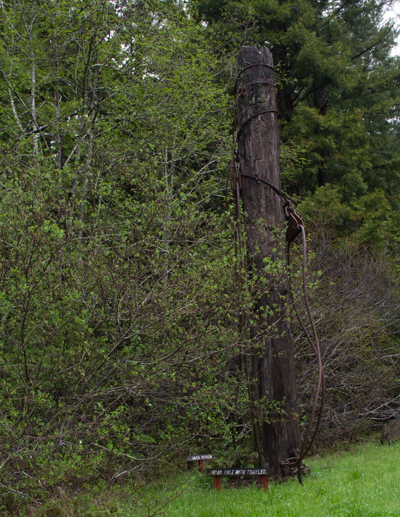 CA -1 Mendocino Redwood Grove (1621)