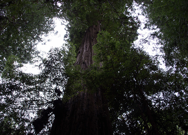 CA -1 Mendocino Redwood Grove (1625)