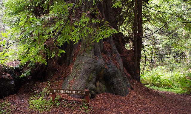 CA -1 Mendocino Redwood Grove (1624)