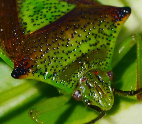 Hawthorn Shieldbug, Acanthosoma haemorrhoidale