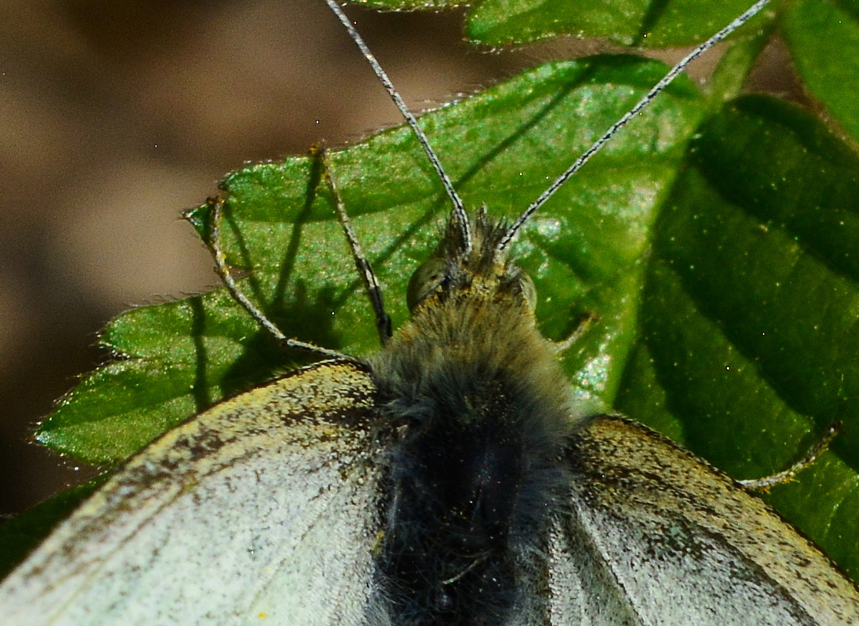 Large White, Pieris brassicae