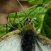 Large White, Pieris brassicae