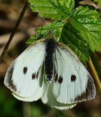 Large White, Pieris brassicae