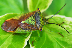 Hawthorn Shieldbug, Acanthosoma haemorrhoidale