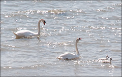 Swans & Youngsters