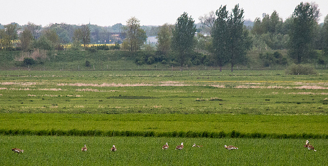 20140504 2544VRTw [D~HVL] Grosstrappe (Ozis tarda), Trappenzentrum, Buckow, Havelländisches Luch, Havelländisches Luch