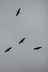 20140504 2542VRTw [D~HVL] Kraniche (Grus grus), Trappenzentrum, Buckow,  Havelländisches Luch