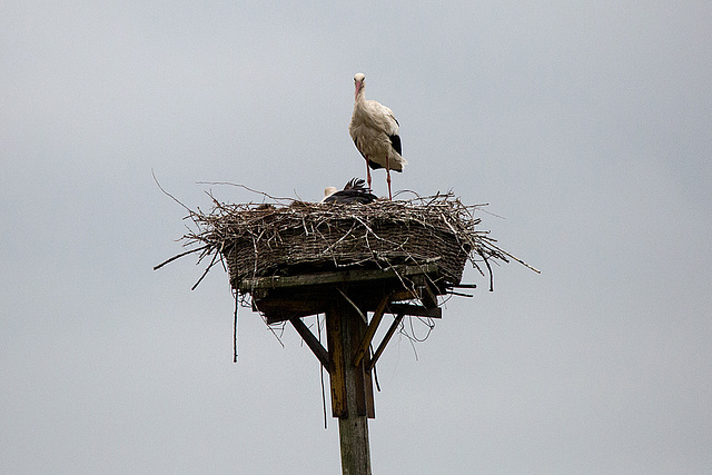 20140504 2540VRTw [D~HVL] Weißstorch, Trappenzentrum, Buckow, Havelländisches Luch