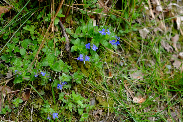 gentian ?