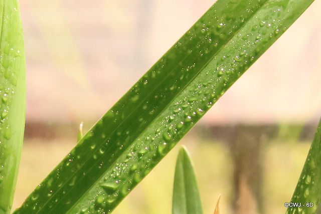 Cymbidium Orchid leaf