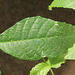 Walnut leaf after rain - grown from walnuts taken from tree in Eisenstadt, Austria.