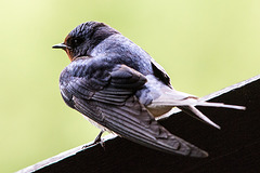 20140504 2525VRTw [D~HVL] Rauchschwalbe (Hirundo rustica), Buckow, Havelländisches Luch