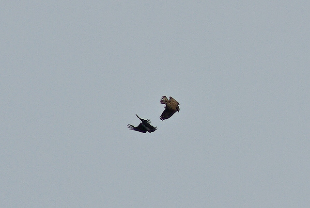 Buzzard v Raven