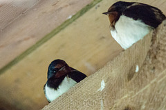 20140504 2515VRTw [D~HVL] Rauchschwalbe (Hirundo rustica), Buckow, Havelländisches Luch