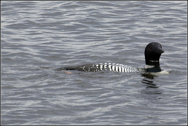 Common Loon