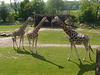 Zoo Leipzig - Gondwanaland -