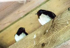 20140504 2511VRTw D~HVL] Rauchschwalbe (Hirundo rustica), Buckow, Havelländisches Luch