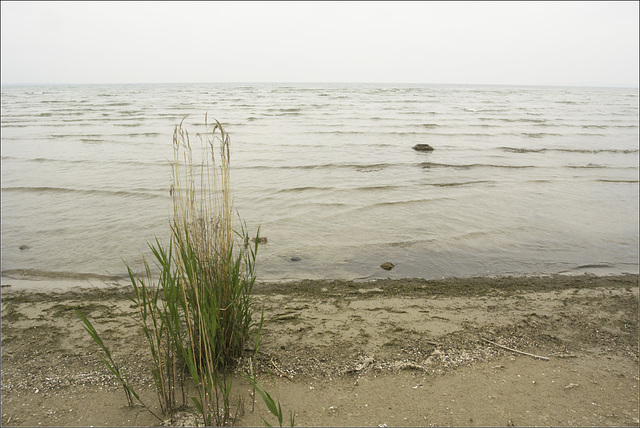 Tall Grass on the Shore