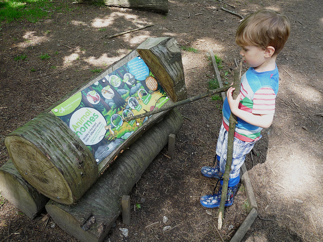 Dexter on the Gruffalo Trail