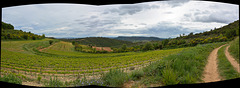 vineyards near Avignon, pano