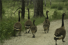 Geese Fleeing